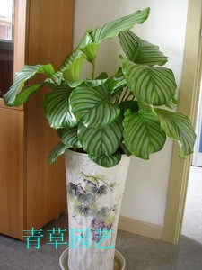 苹果竹芋_副本