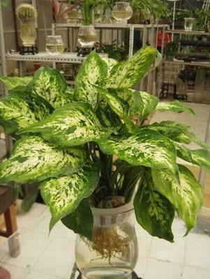 水培花叶万年青