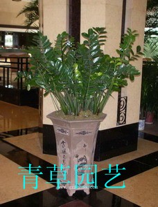 金钱树1_副本