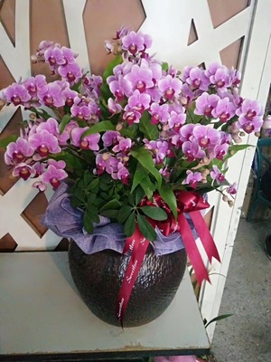 高档植物 (1)