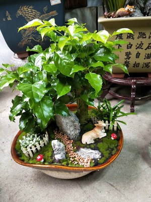 高档植物 (2)