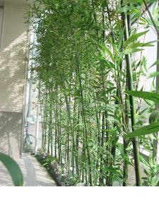 仿真植物 (4)