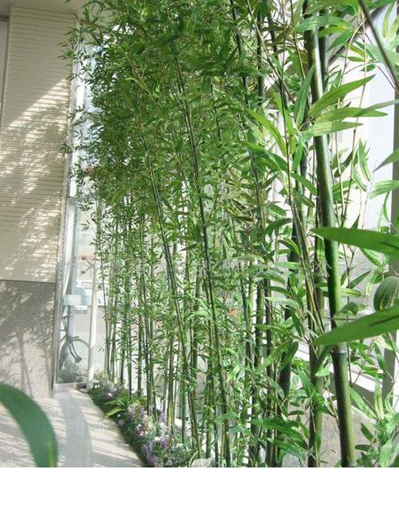 仿真植物 (4)