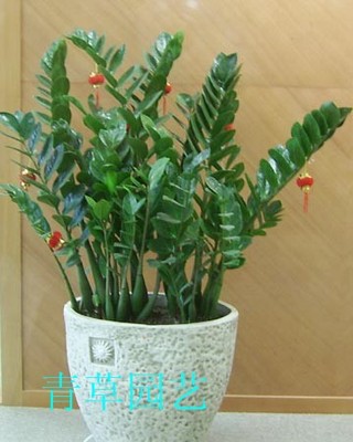 金钱树_副本