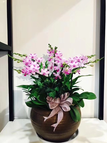 高档植物 (3)