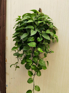 垂挂绿萝.JPG