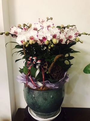 高档植物 (5)