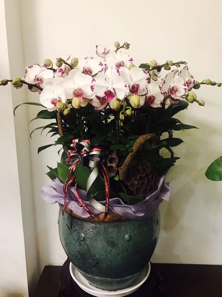 高档植物 (5)