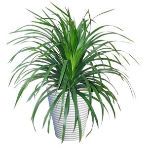 龙血树1