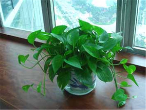 吊绿萝.jpg