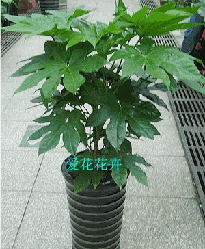 八角金盆