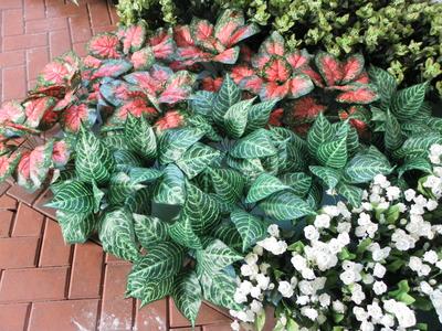 仿真植物 (57)