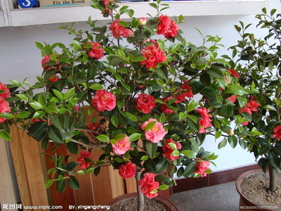 茶花