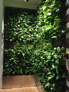 植物墙 (20)
