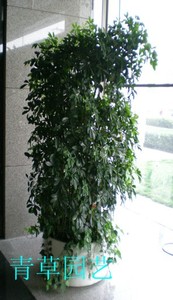 鹅掌木_副本