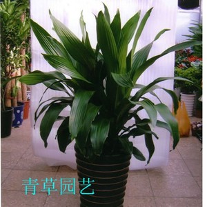 也门铁_副本