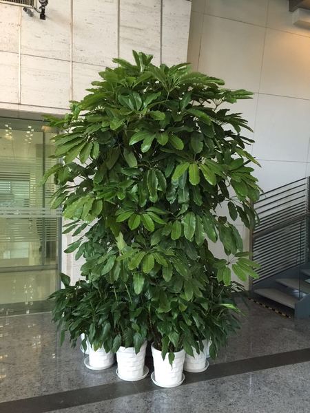 植物造景 (28)