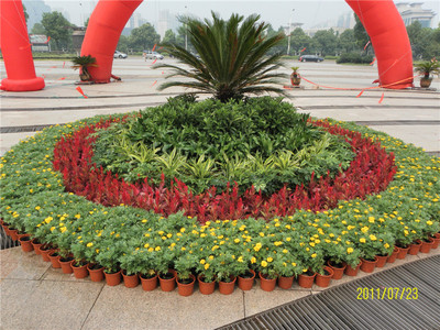 萧山剧院草花租摆