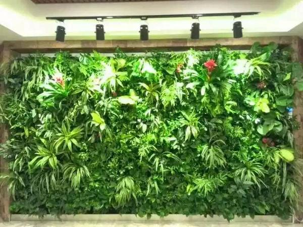 植物墙(54 宁波市海曙铭森园艺经营部123