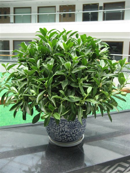 非洲茉莉12