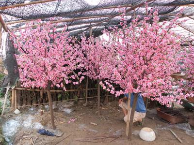 仿真桃花树 043