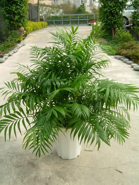 袖珍椰子 - 宁波市海曙铭森园艺经营部123